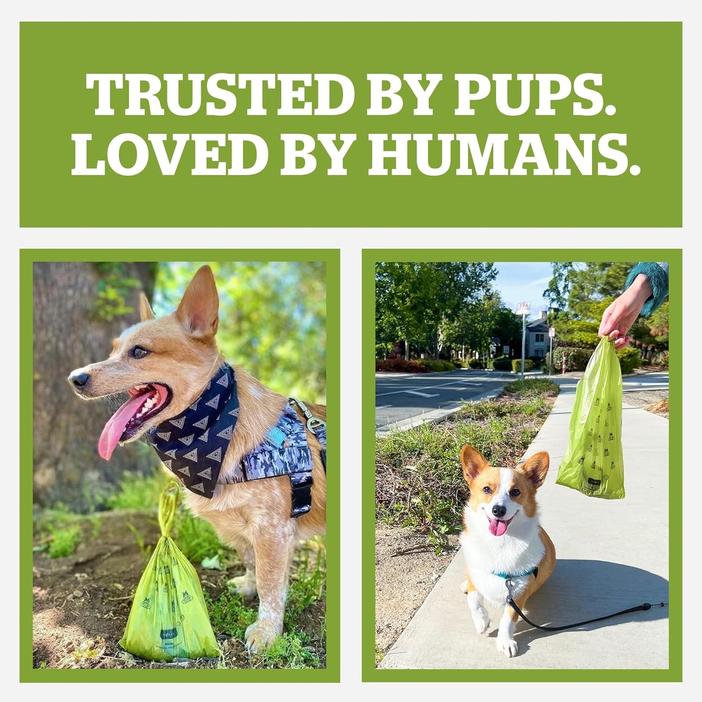 Pogi'S Dog Poop Bags with Handles Bulk - 900 Unscented Doggy Poop Bags with Easy-Tie Handles - Leak-Proof, Ultra Thick Poop Bags for Dogs, Cat Poop Bags